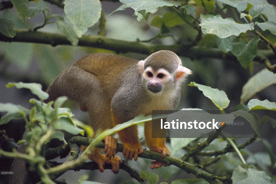 América del sur mono ardilla (Saimiri sciureus), Monkey Island, Cuenca del Amazonas, Brasil