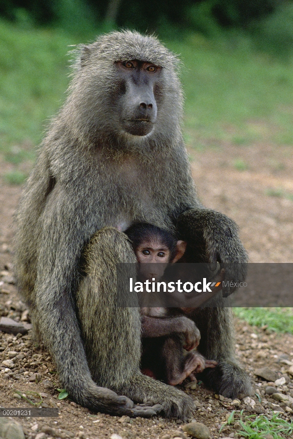 Olive Baboon (Papio anubis) con Infante, Parque Nacional de Gombe Stream, Tanzania