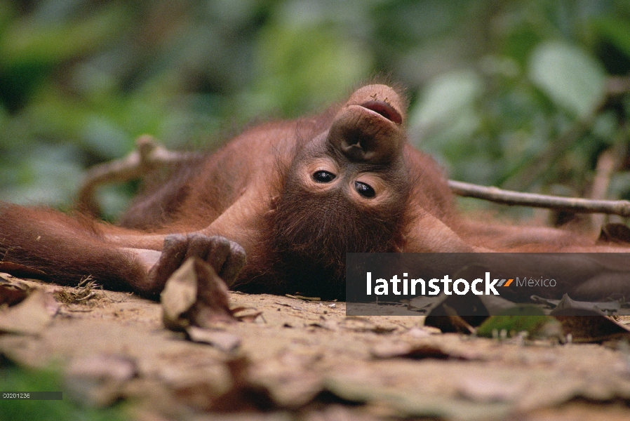 Orangután (Pongo pygmaeus) acostado, reserva forestal de Sepilok, Sabah, Borneo