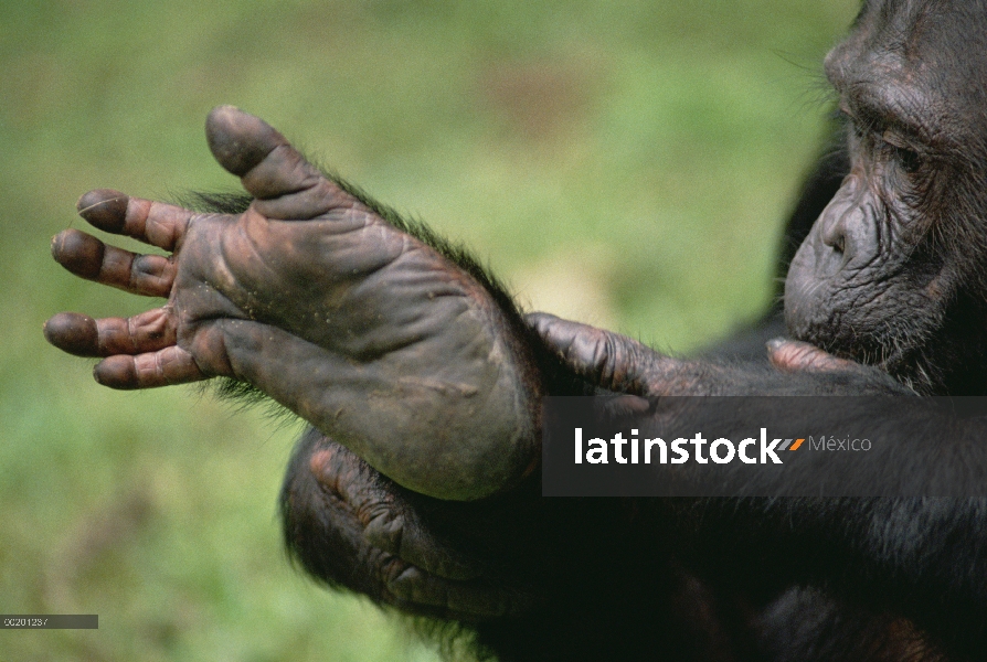 Central de pie, el Parque Nacional Gombe Stream, chimpancé (Pan troglodytes) bosques de África