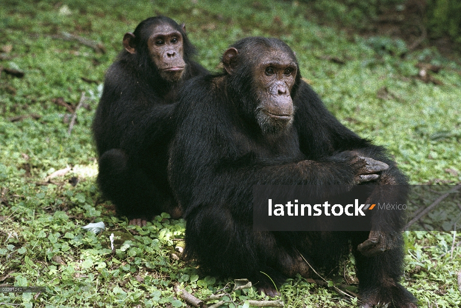 Chimpancé (Pan troglodytes) preparación de otro individuo, Parque Nacional de Gombe Stream, Tanzania