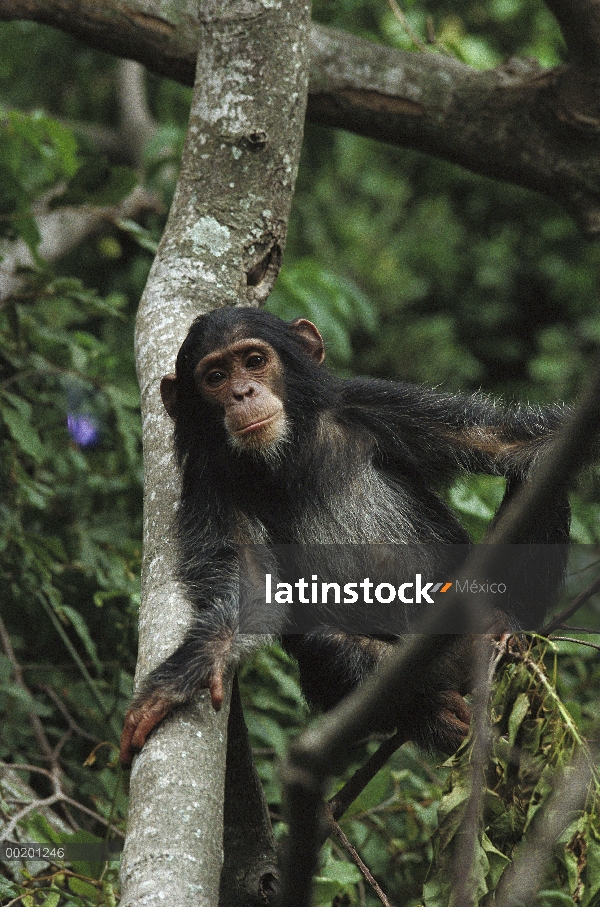 Chimpancé (Pan troglodytes) juvenil en árbol, Parque Nacional de Gombe Stream, Tanzania