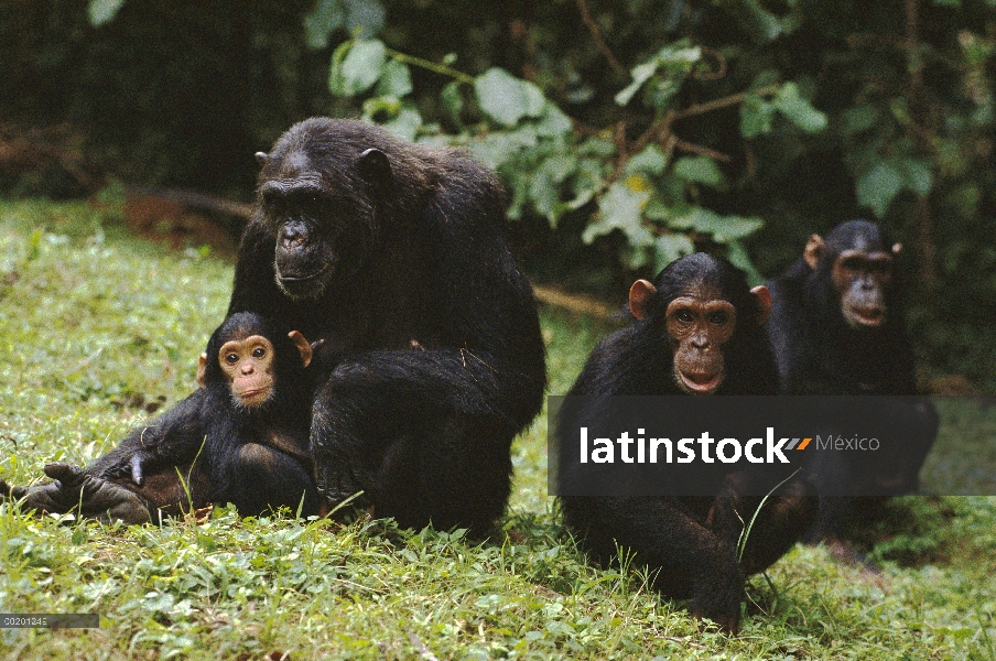 Grupo de chimpancés (Pan troglodytes), Parque Nacional de Gombe Stream, Tanzania