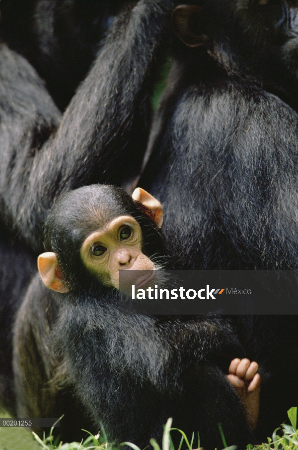 Preparación bebé de chimpancé (Pan troglodytes), Parque Nacional de Gombe Stream, Tanzania