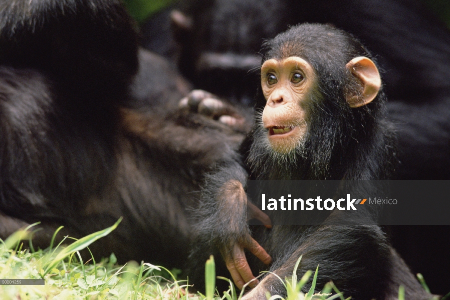 Chimpancé (Pan troglodytes) mamá y bebé, Parque Nacional de Gombe Stream, Tanzania