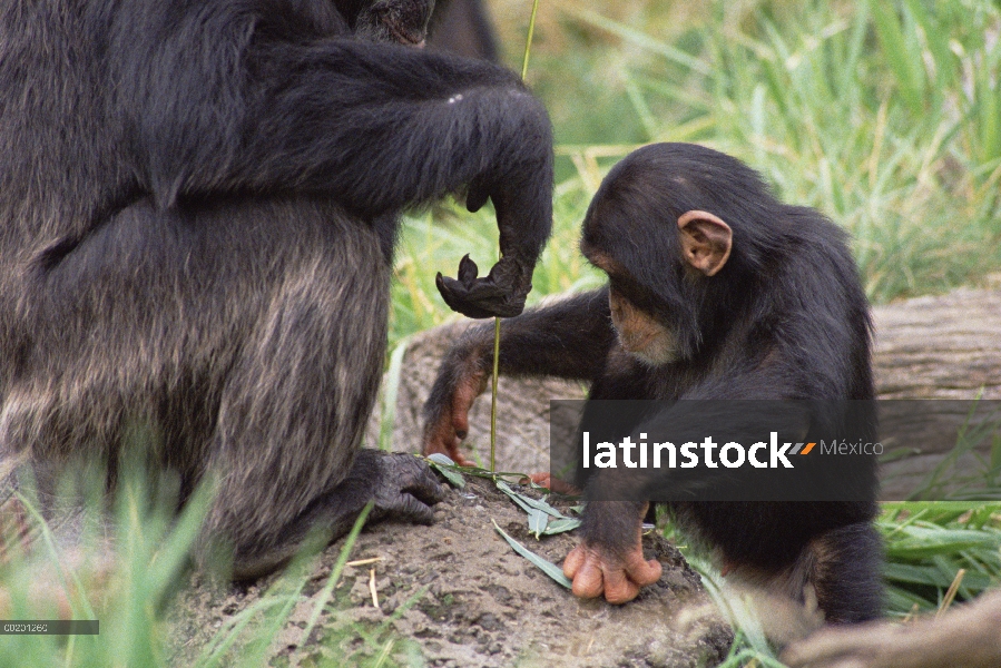 Chimpancé (Pan troglodytes) enseñando joven a utilizar herramienta de pesca, Washington Park Zoo