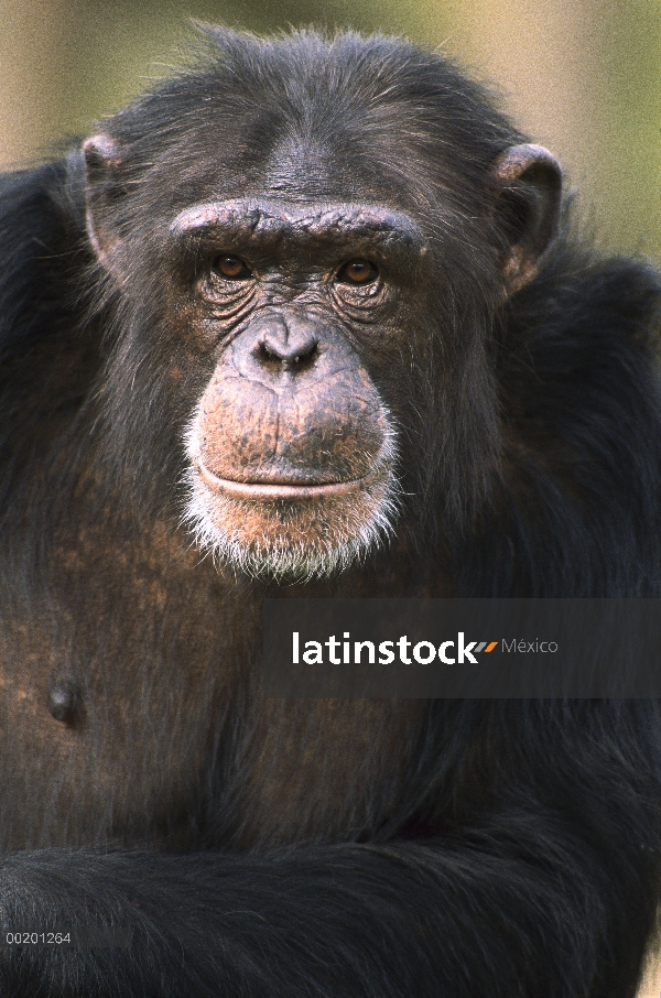 Retrato masculino de chimpancé (Pan troglodytes), nativo a central y oeste boscoso África