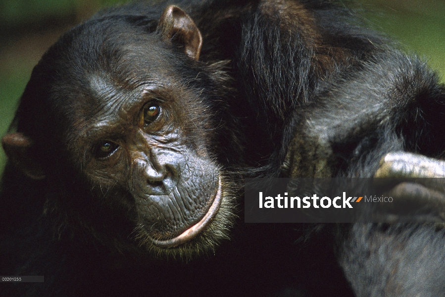 Madre de chimpancé (Pan troglodytes) con brazo de bebés colgando del hombro, Parque Nacional de Gomb