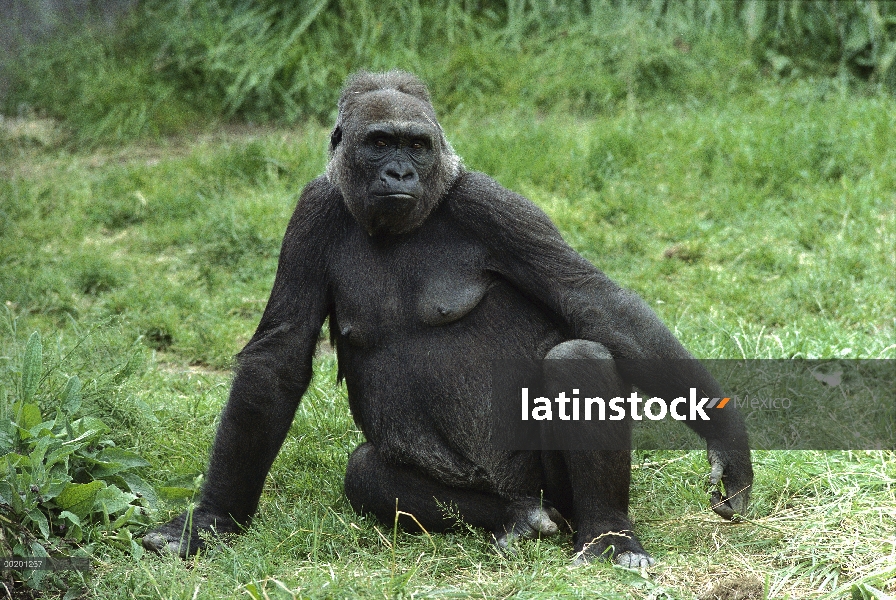 Hembra de gorila occidental (Gorilla gorilla gorilla), el Parque Zoológico Woodland, Seattle, Washin