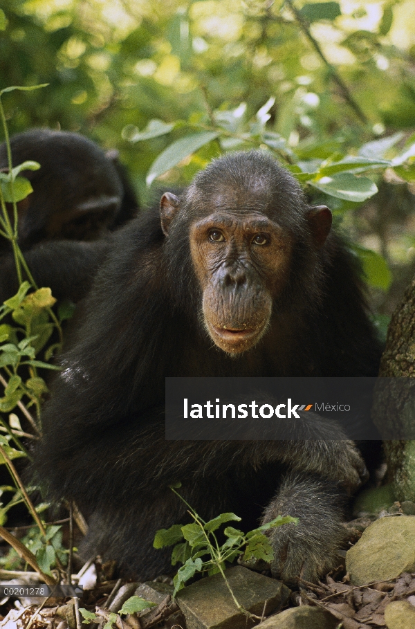 Retrato de chimpancé (Pan troglodytes), Parque Nacional de Gombe Stream, Tanzania