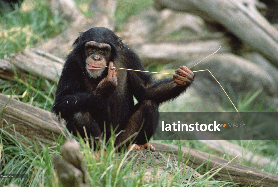 Chimpancé (Pan troglodytes) utiliza herramienta de pesca, Washington Park Zoo