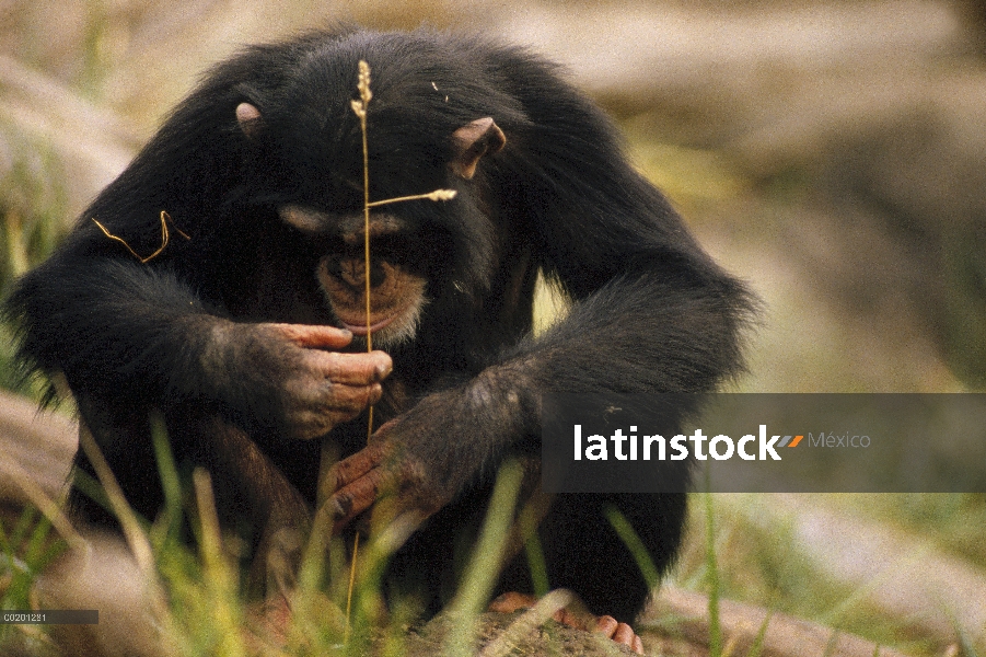 Chimpancé (Pan troglodytes) usa herramienta de pesca para capturar insectos, Washington Park Zoo