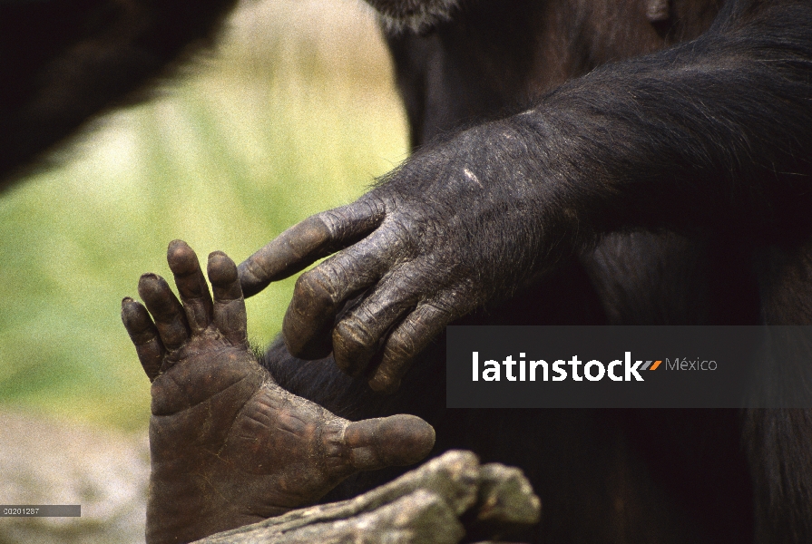 Chimpancé (Pan troglodytes) tocando su pie, Parque Nacional de Gombe Stream, Tanzania