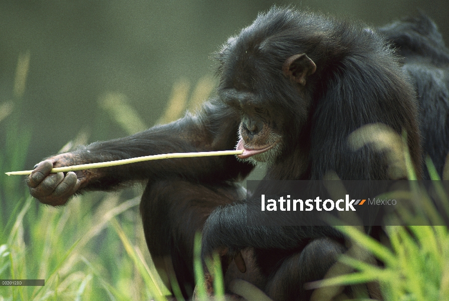 Chimpancé (Pan troglodytes) utiliza la herramienta de la pesca para alimentarse de insectos, Washing