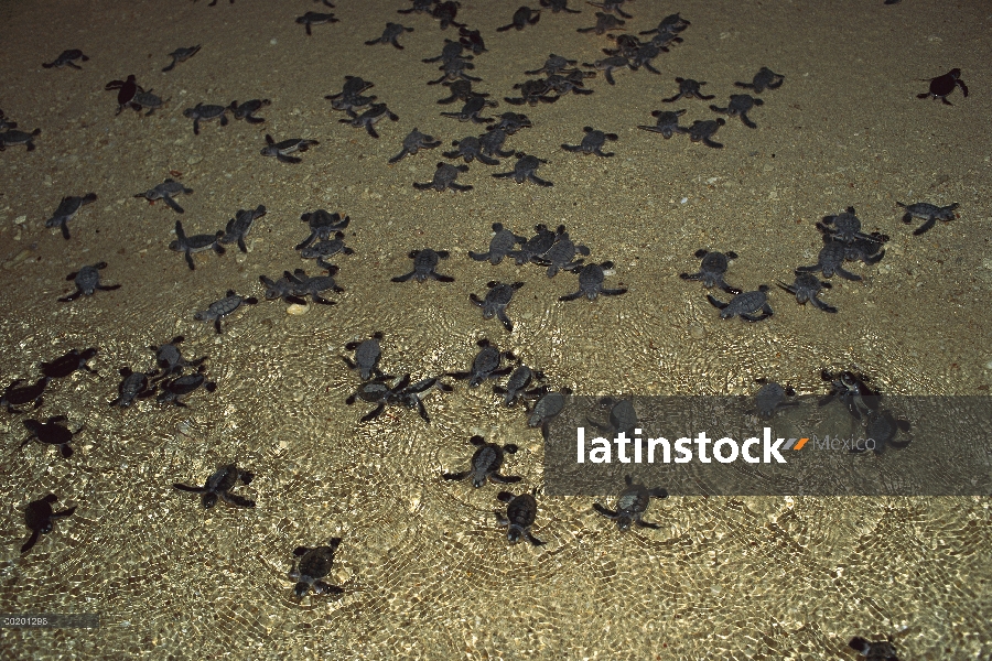 Bebés de tortuga verde (Chelonia mydas) en el océano, isla de la tortuga, Borneo