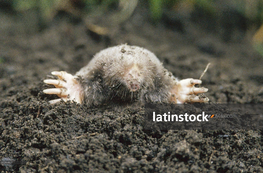 Este Topo (Scalopus aquaticus) salen de la madriguera subterránea, América del norte