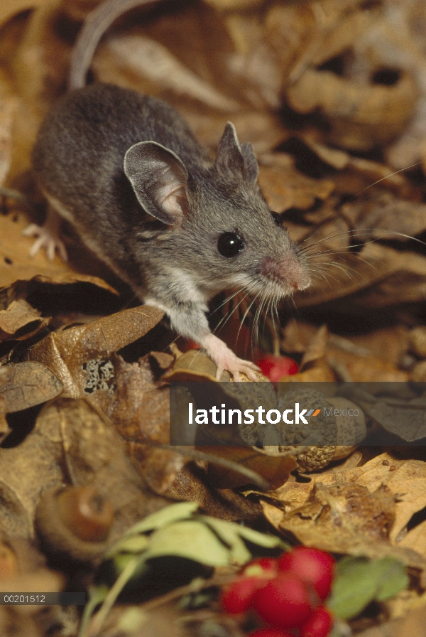 Ratón ciervo (Peromyscus maniculatus) caminar sobre el piso del bosque cubierto de hojas caídas y fr