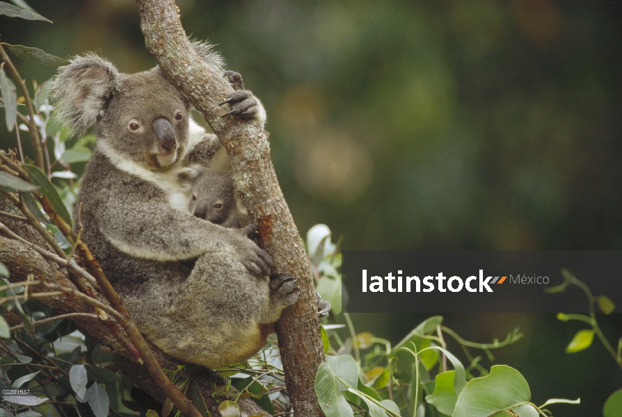 Koala (cinereus de Phascolarctos) madre y joey tres meses descansando en el árbol del este bosques A