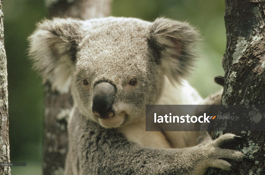 Retrato de Koala (cinereus de Phascolarctos), del este bosques Australia