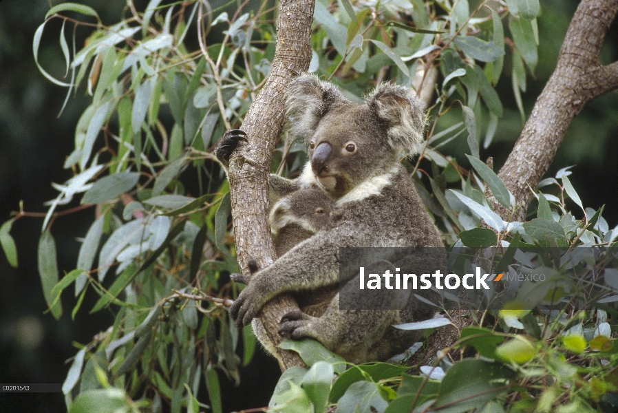 Koala (cinereus de Phascolarctos) madre y joey tres meses descansando en el árbol del este bosques A