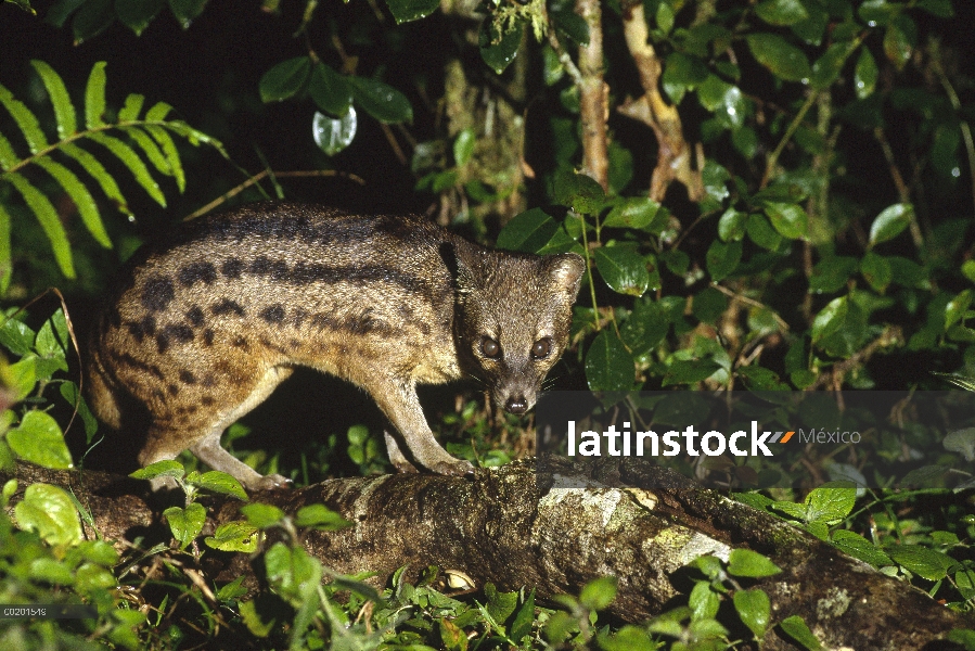 Striped Civet (Fossa fossana) sobre registro en selva tropical, Madagascar del este