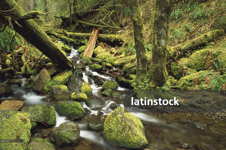 Troncos caídos en Sorensen Creek, templado lluvioso, Columbia Gorge área escénica nacional, Oregon