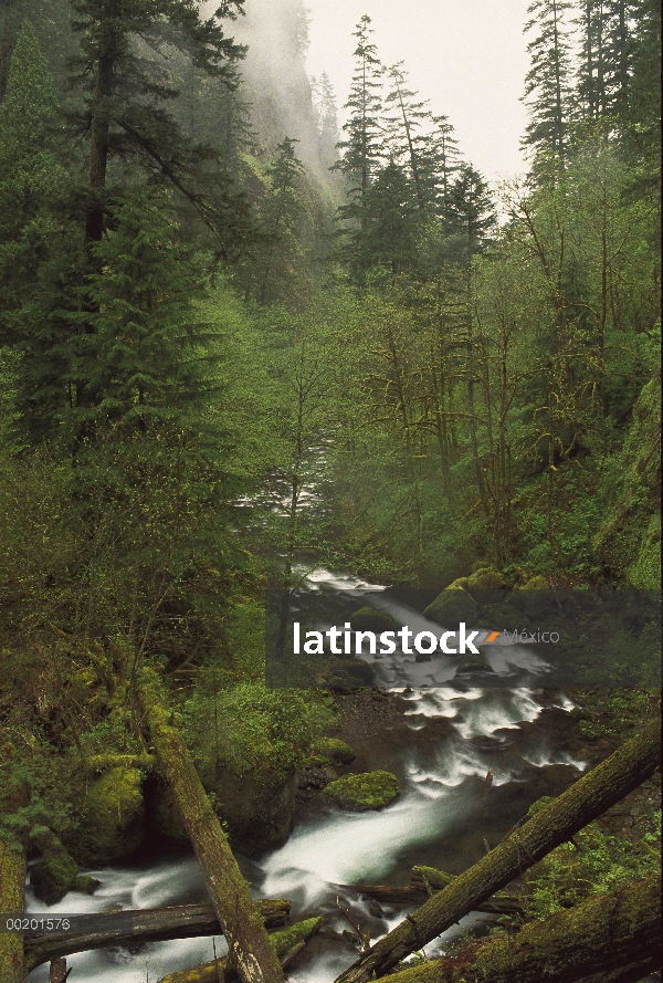 Tanner Creek que fluye a través del bosque húmedo templado, Columbia Gorge National Scenic Area, Ore