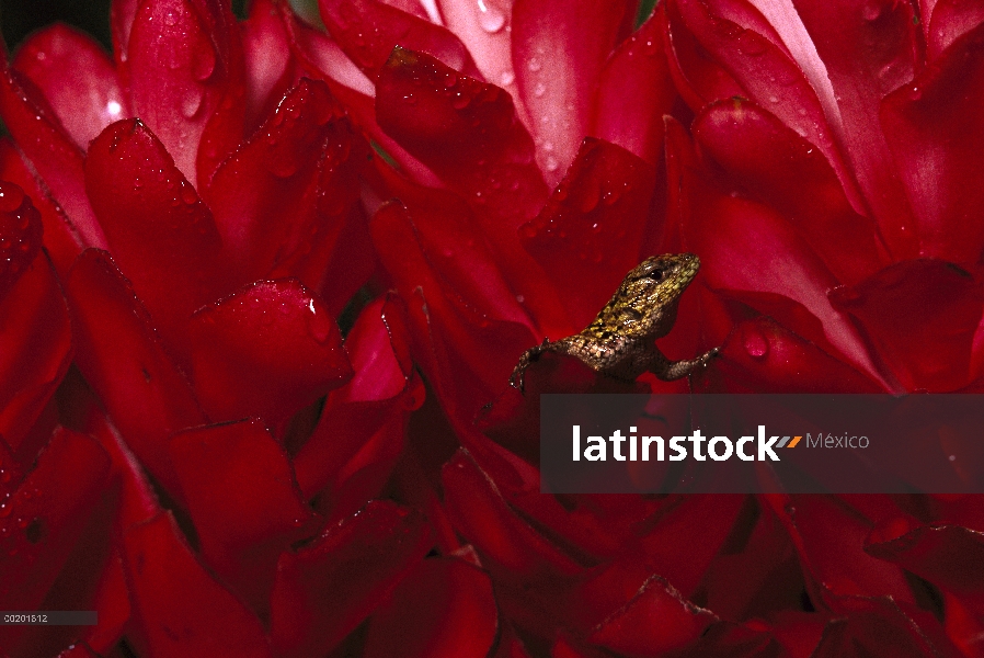 Lagarto de escala oliva flores bromelia roja, nativo semiárido Meso América