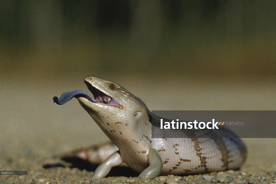 Este Skink de lengua azul (Tiliqua scincoides) extendiendo la lengua azul, Australia