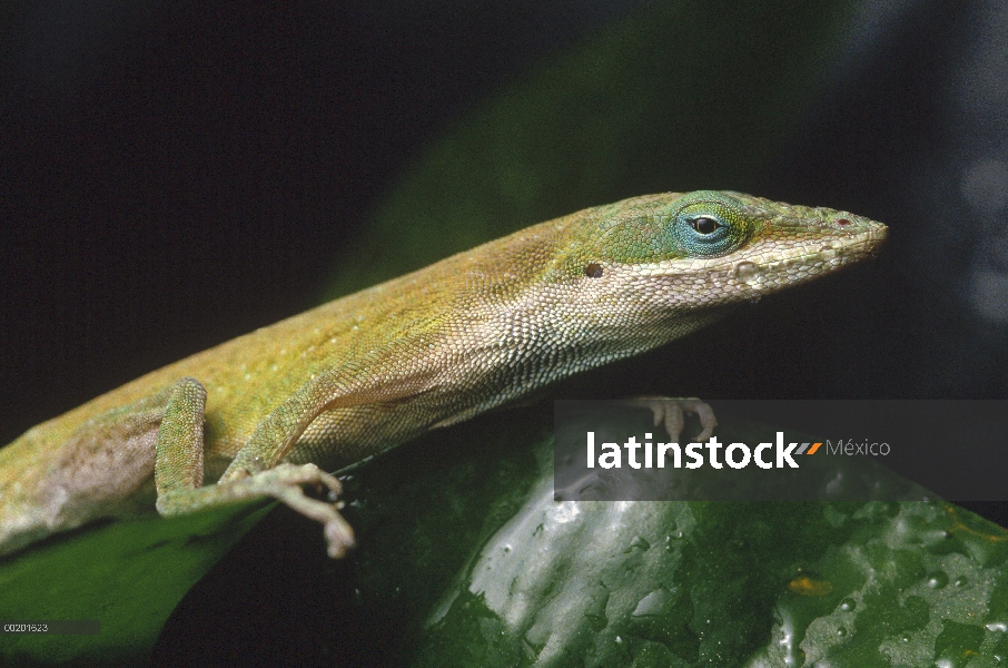 Retrato de Anolis verde (Anolis carolinensis), Caribe