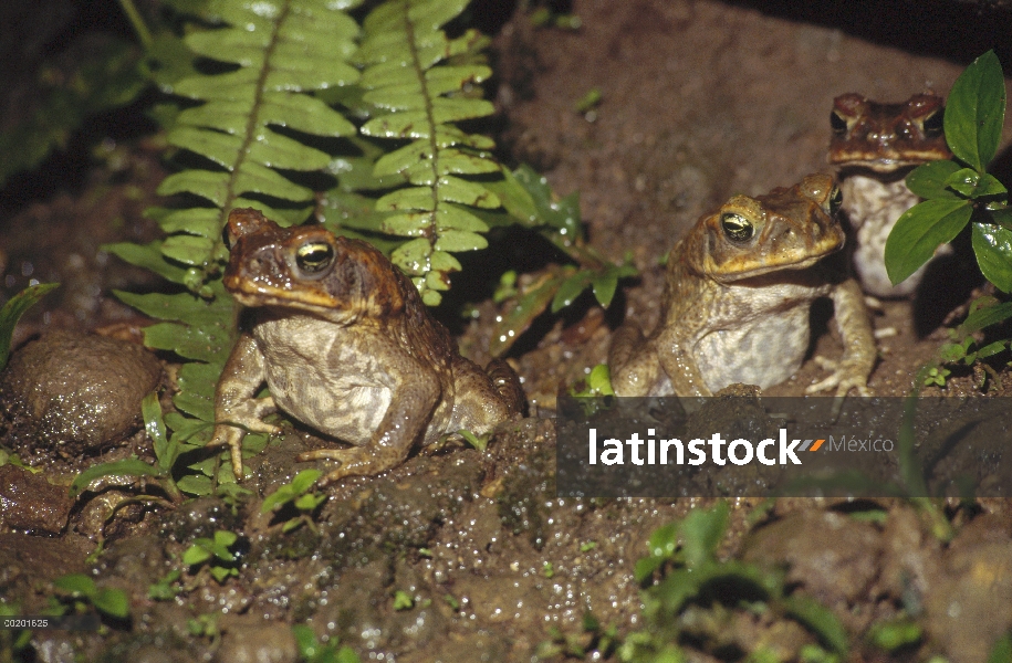 Caña a trío de sapo (Bufo marinus) en barro, Costa Rica