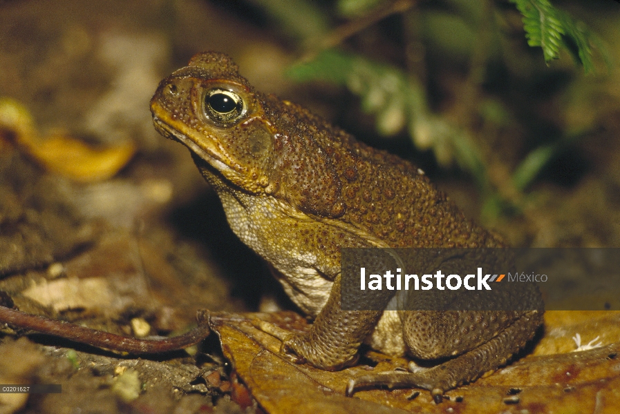 Sapo de caña (Bufo marinus) camuflado en el piso del bosque, Costa Rica