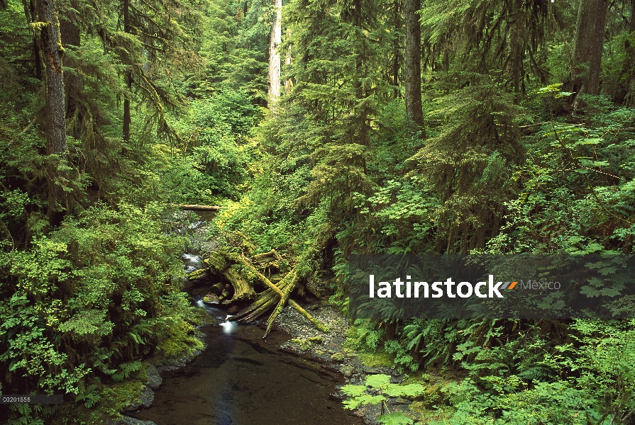 Wilaby Creek que fluye a través del bosque húmedo templado, bosque nacional olímpico Washington