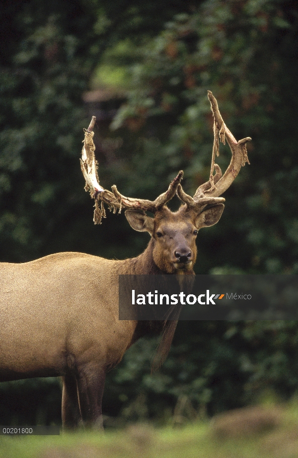 Retrato masculino de Elk (Cervus elaphus) mostrando terciopelo muda de astas, América del norte