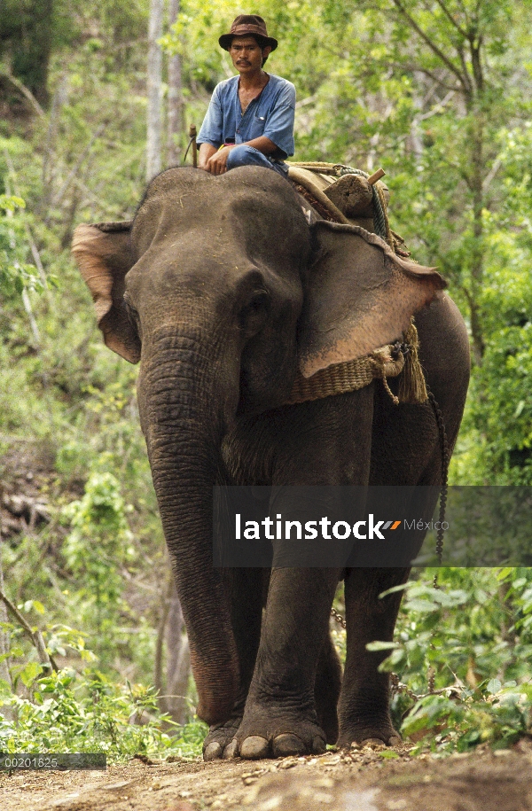 Elefante asiático (Elephas maximus) con mahout en registro de la operación, Tailandia del noreste