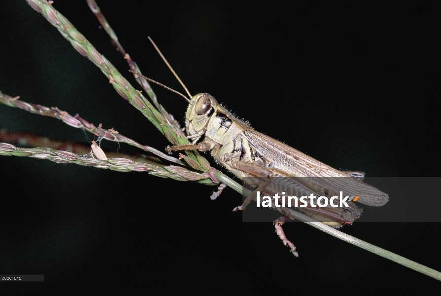 Saltamontes (Melanoplus sp) en el tallo, vista lateral, oeste de Norteamérica