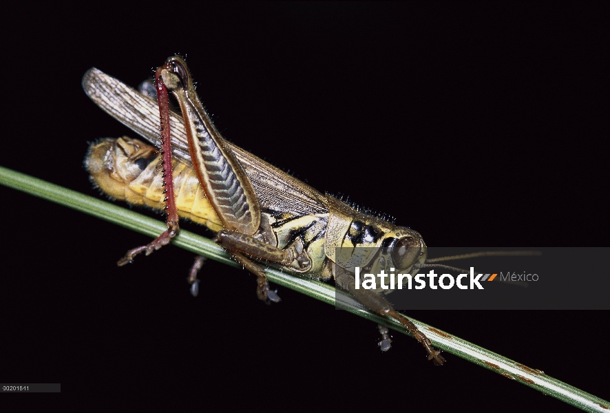 Saltamontes (Melanoplus sp) en el tallo, vista lateral, oeste de Norteamérica