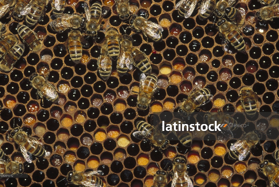 Los trabajadores de la abeja (Apis mellifera) con cría en América del norte en forma de panal, la mi