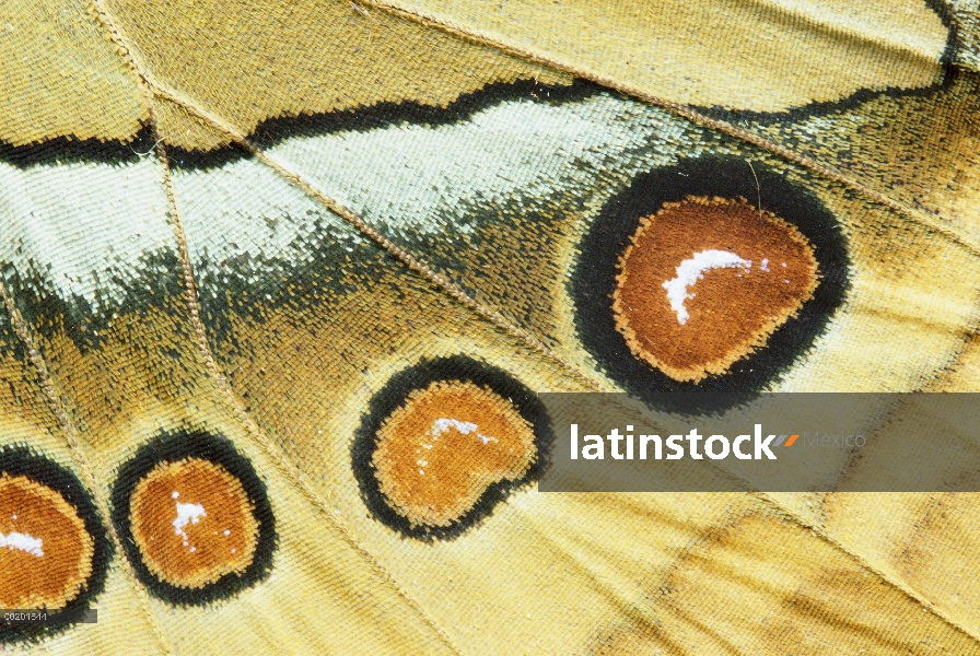 Mujer reina de la selva (Stichophthalma camadeva) de norte de India