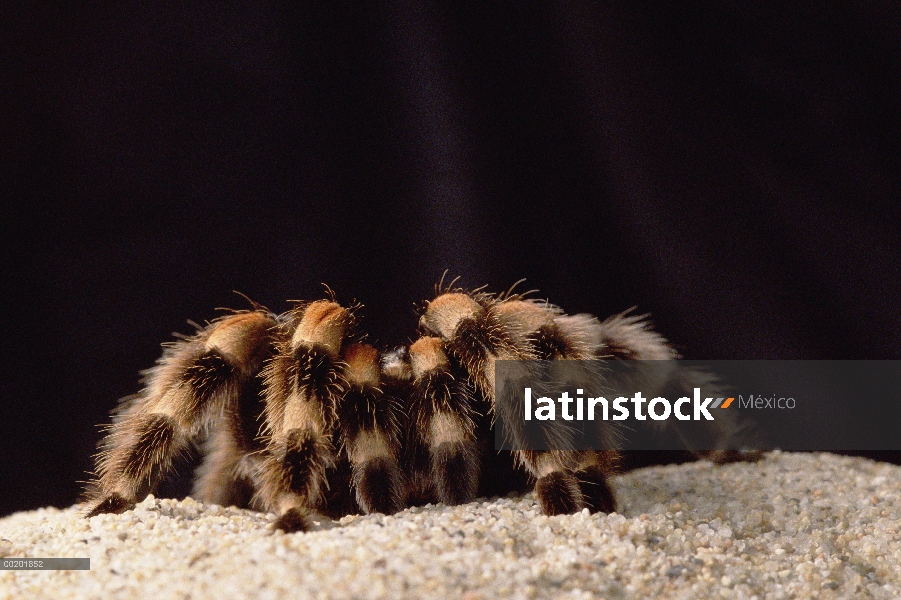 Retrato de tarántula de rodilla roja (Brachypelma smithi) México, México