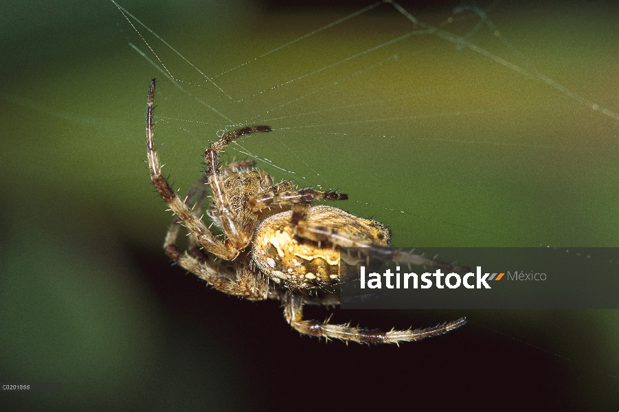 Araña de jardín (Araneus diadematus) en web, templados de América del norte