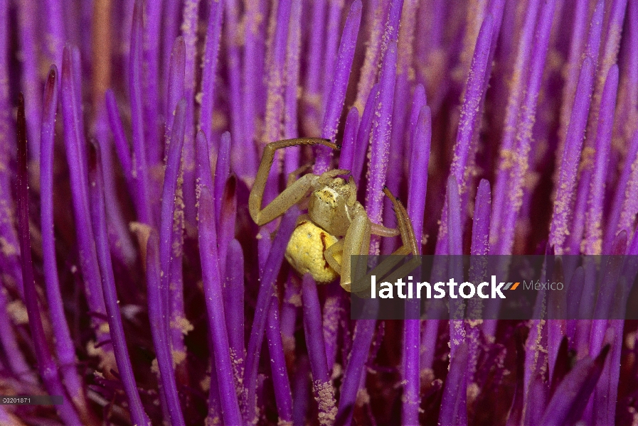 Hembra de araña cangrejo (Misumena vatia) vara en flor, nativa en América del norte templado