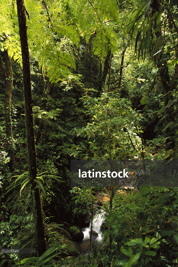 Cascadas de flujo a través de bosque montano nuboso, Monteverde, Costa Rica