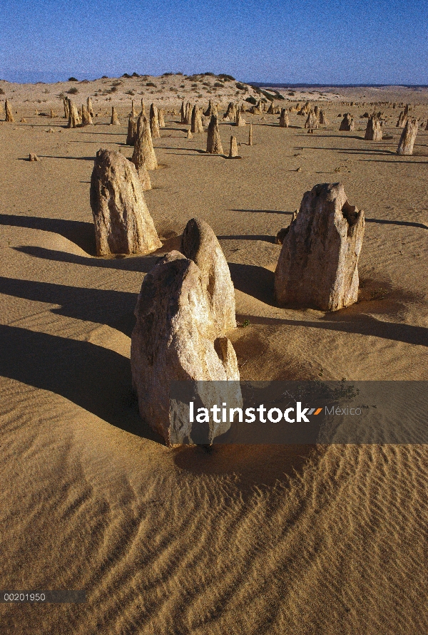 Pináculos de piedra caliza erosionada, Parque Nacional Nambung, Western Australia, Australia
