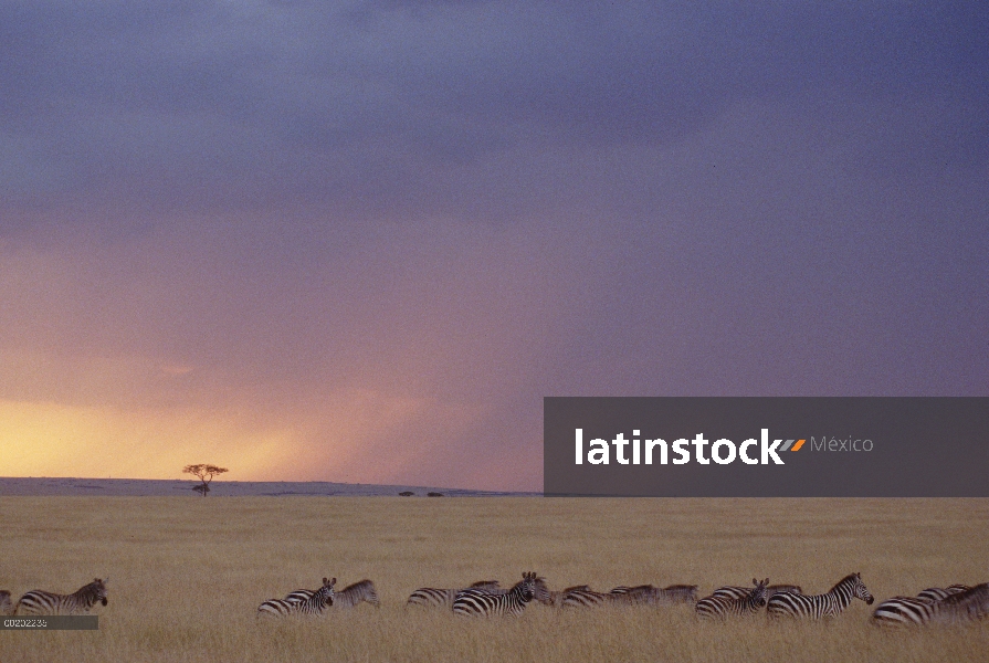 Cebra de Burchell (Equus burchellii) migran a través de acercarse a la tormenta, Reserva Nacional de