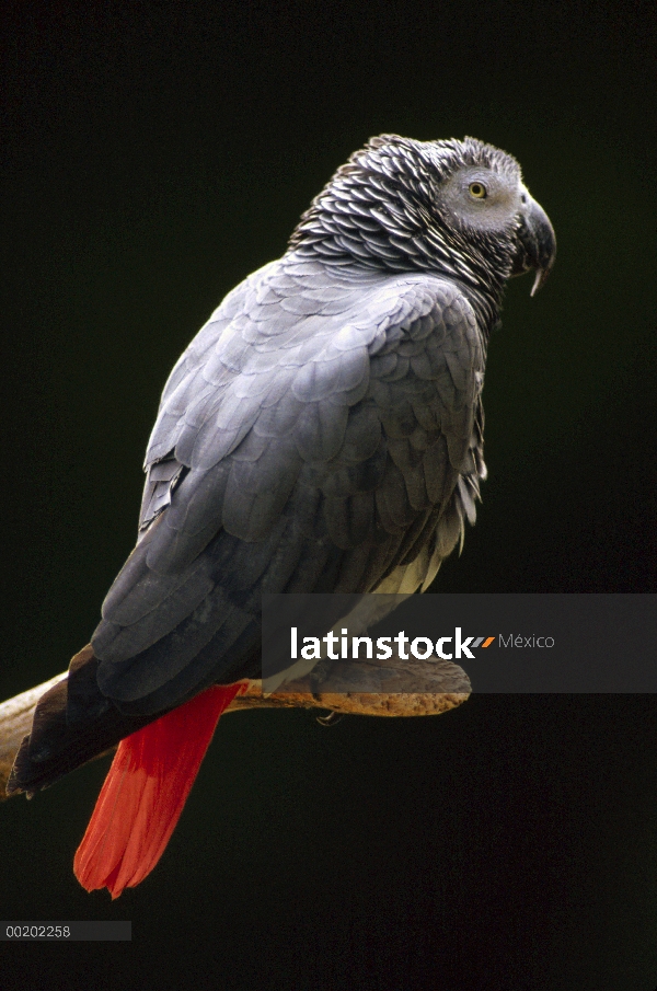 Retrato de loro gris africano (Psittacus erithacus), la África del este