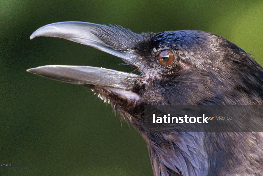 Cabeza de cuervo (Corvus corax) común, América del norte