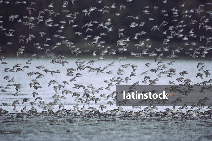 Rebaño de Playerito occidental (Calidris mauri) volando sobre el humedal costero, América del norte