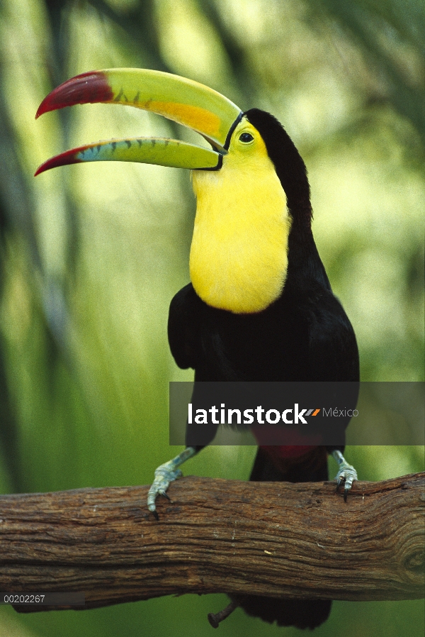 Keel-billed Toucan (Ramphastos sulfuratus) llamar, nativo en todo México y América Central