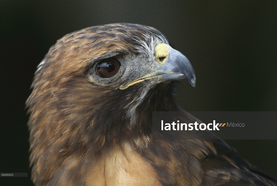 Retrato de Harris Hawk (Parabuteo unicinctus), América del norte